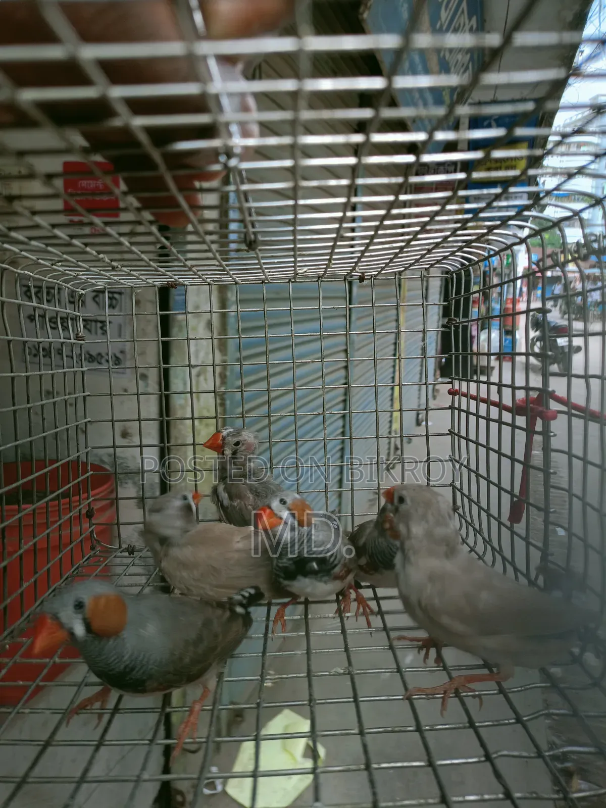 Zebra Finch
