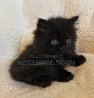 3-6 months Male Purebred American Curl