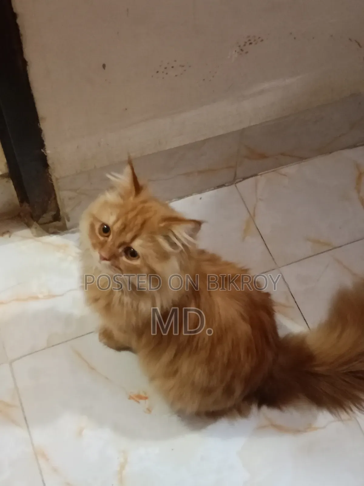 1+ year Female Purebred Persian