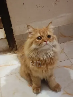 1+ year Female Purebred Persian