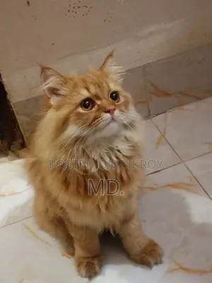 1+ year Female Purebred Persian