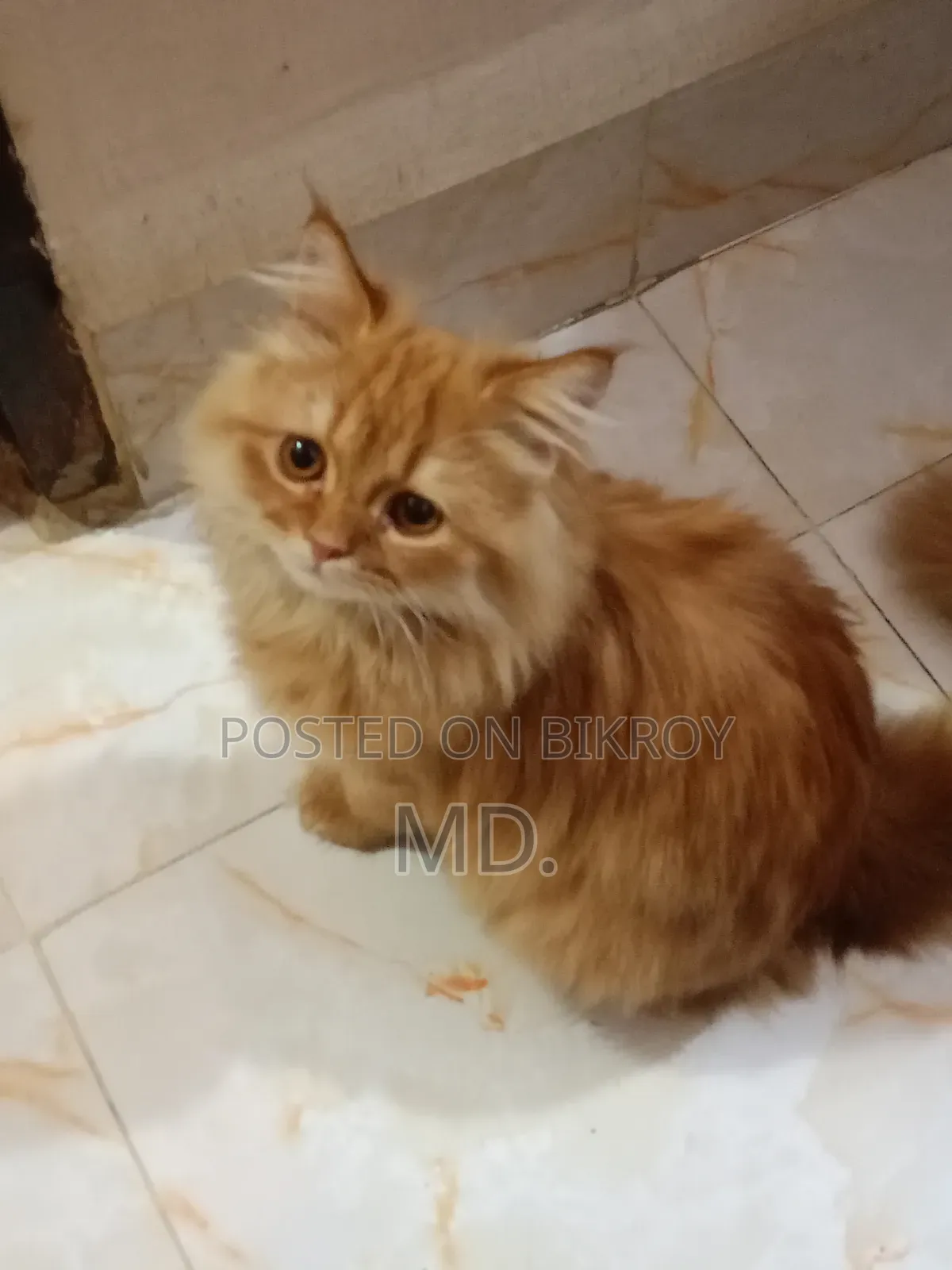 1+ year Female Purebred Persian