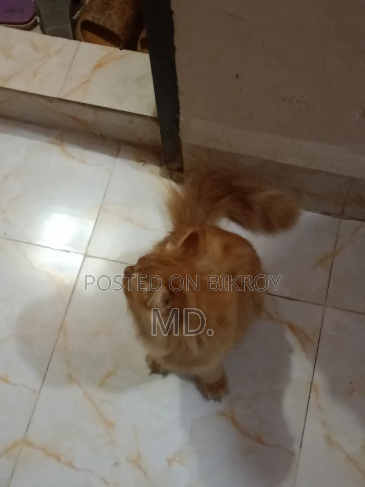 1+ year Female Purebred Persian