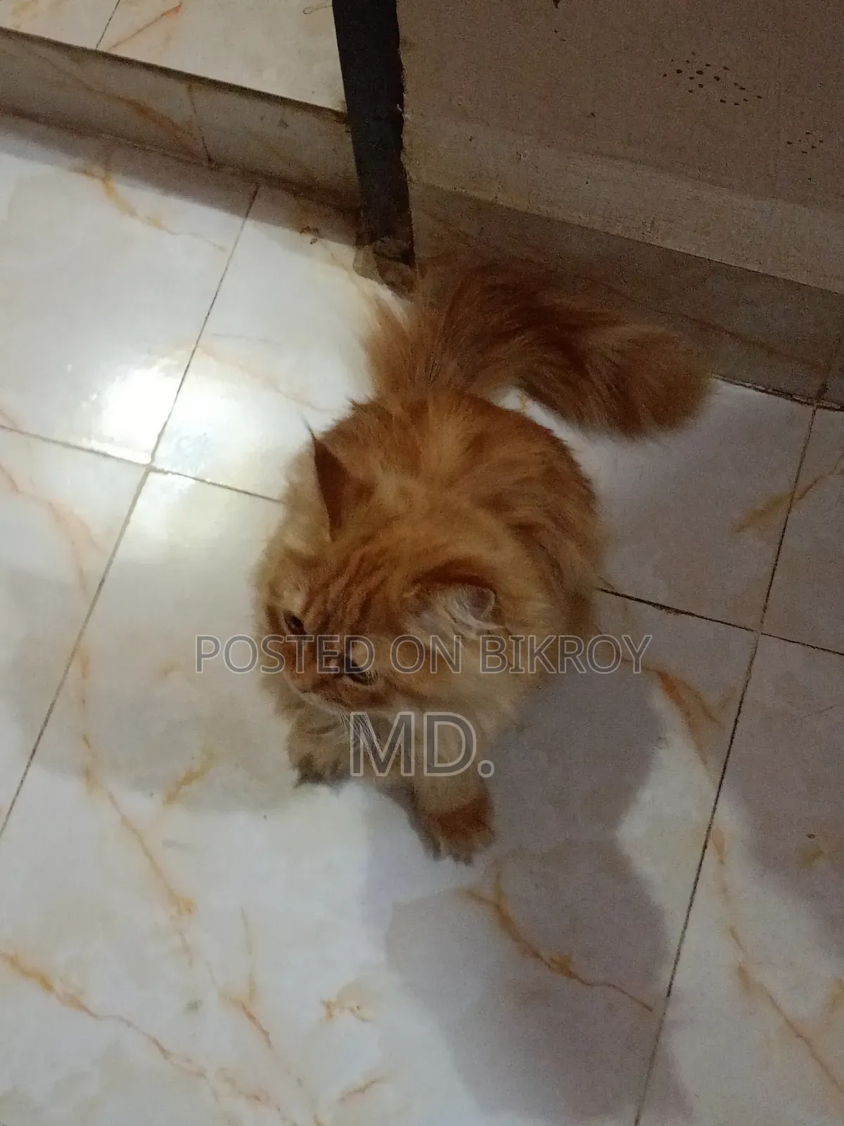 1+ year Female Purebred Persian