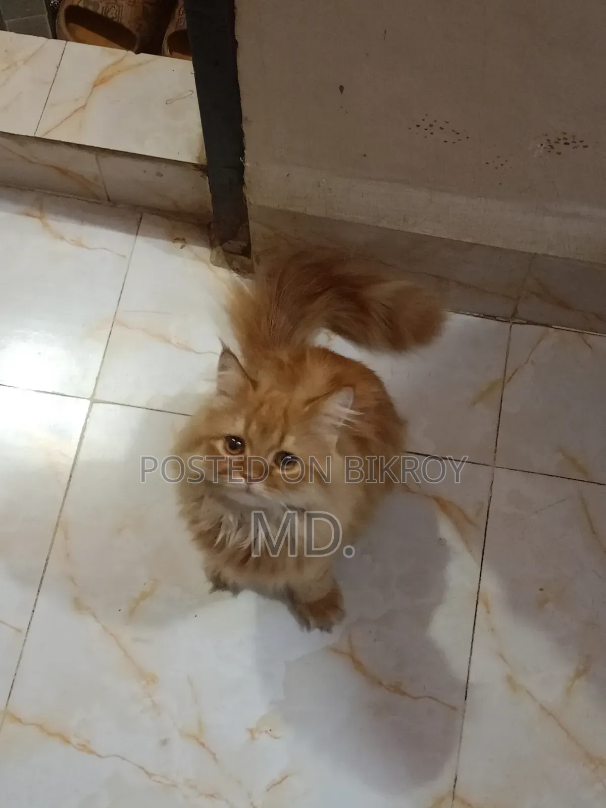 1+ year Female Purebred Persian