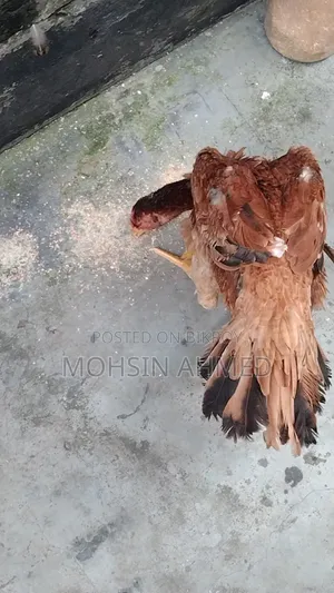 Aseel Chicken
