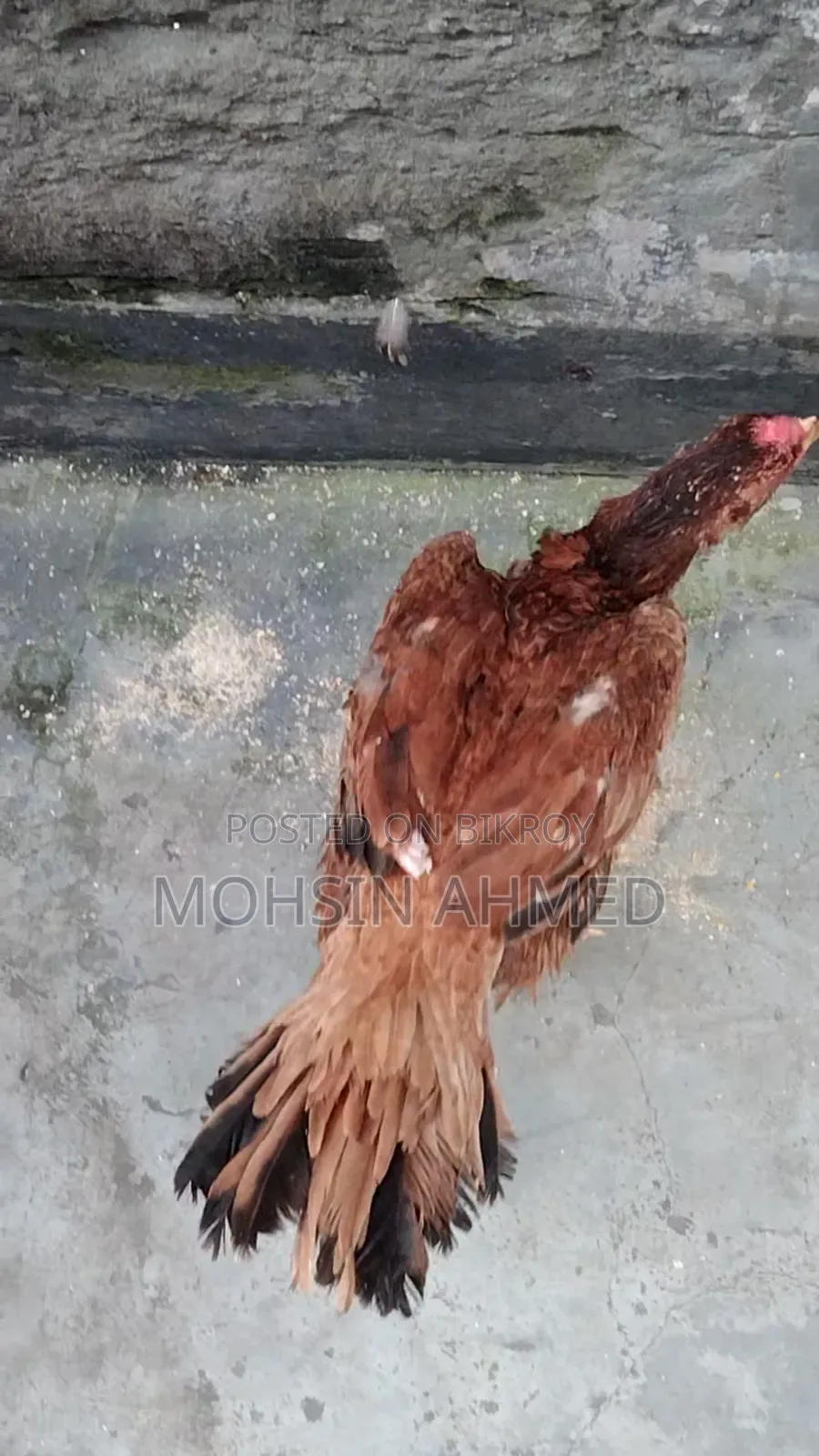 Aseel Chicken