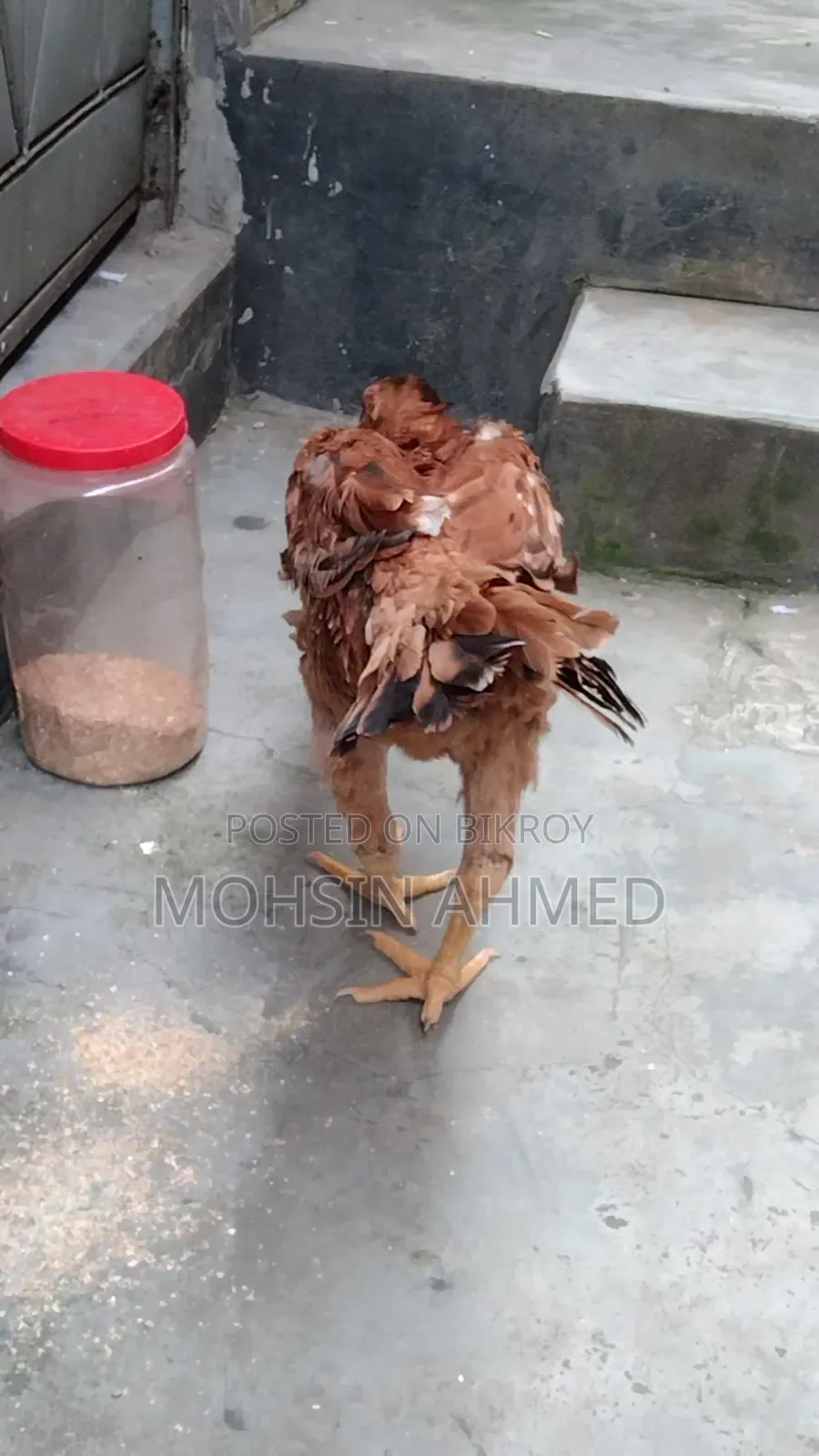 Aseel Chicken