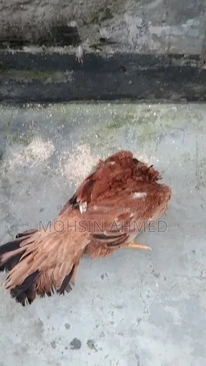 Aseel Chicken