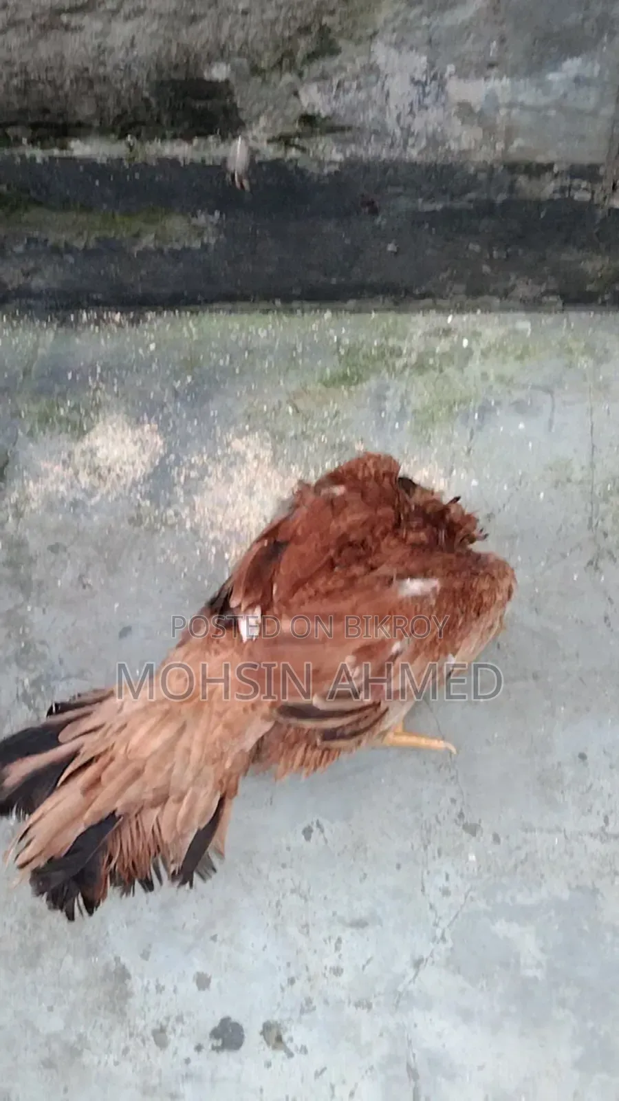 Aseel Chicken