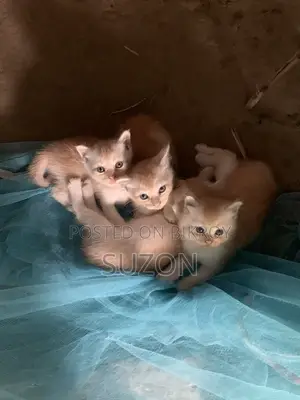 1-3 Months Female Mixed Breed Persian