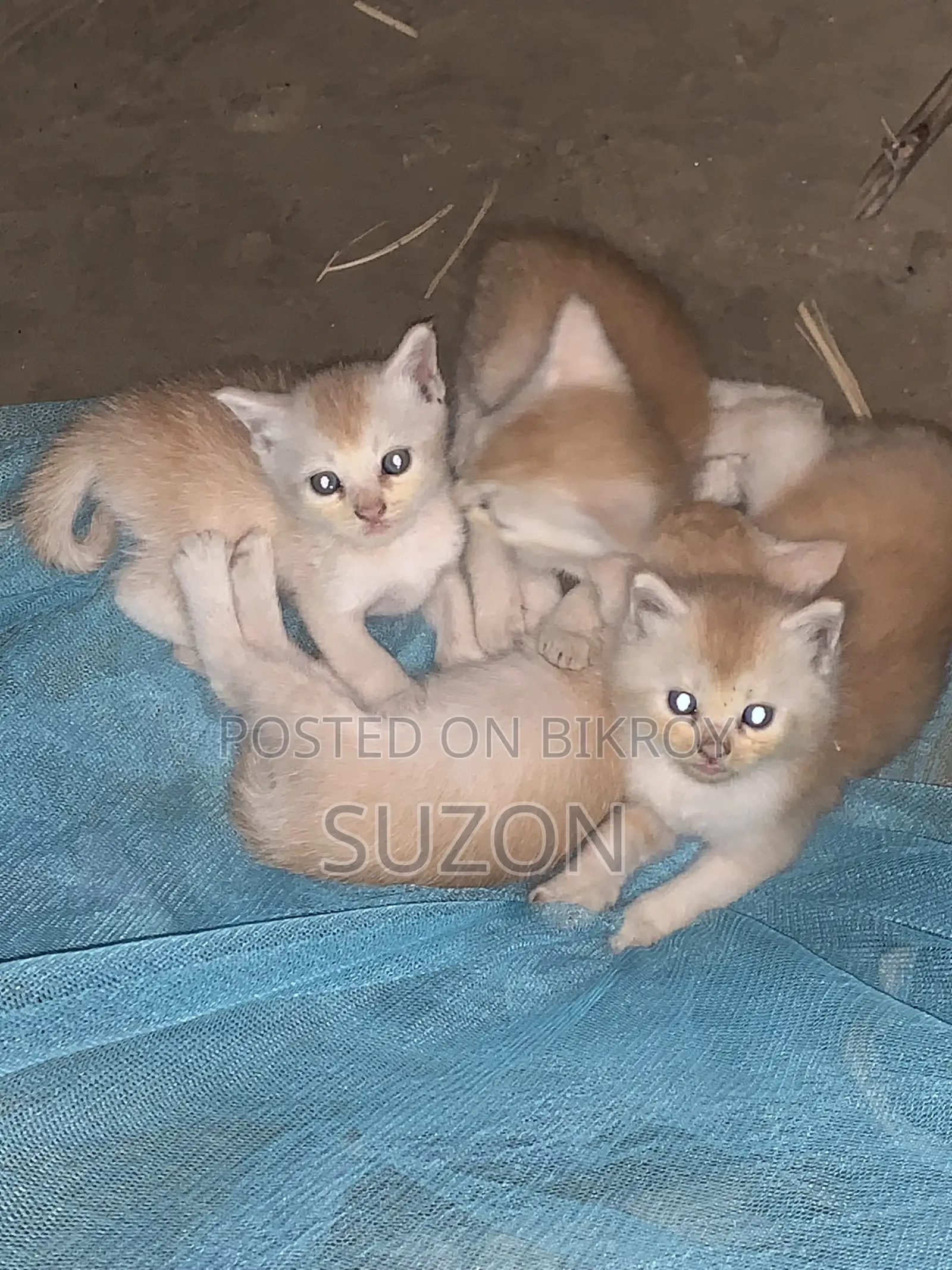 1-3 Months Female Mixed Breed Persian