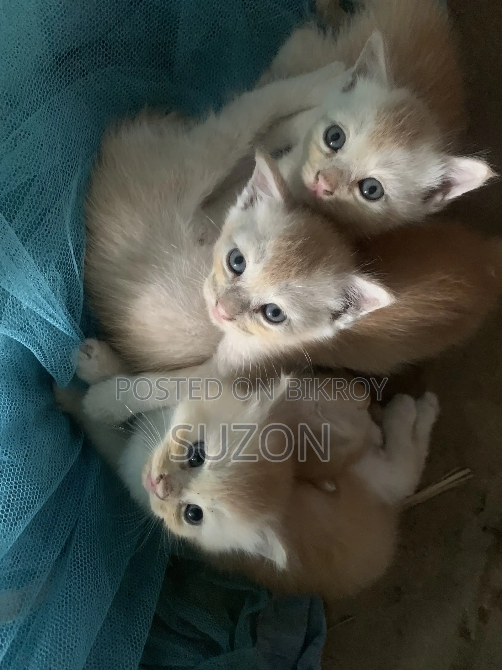 1-3 Months Female Mixed Breed Persian