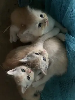 1-3 Months Female Mixed Breed Persian