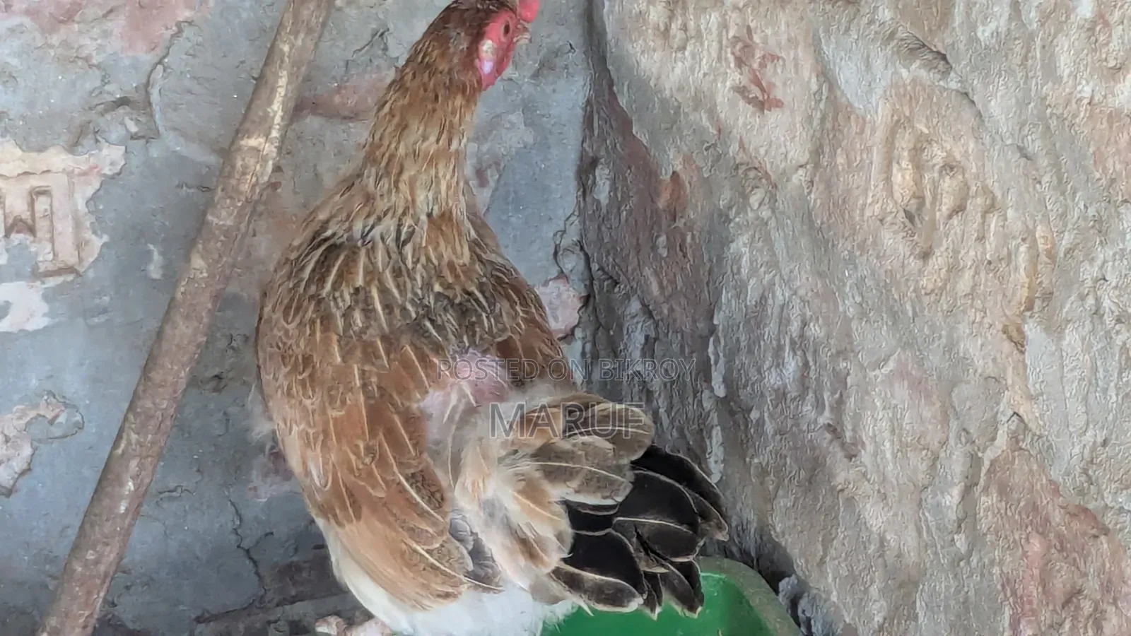 Egg-laying Deshi Hen