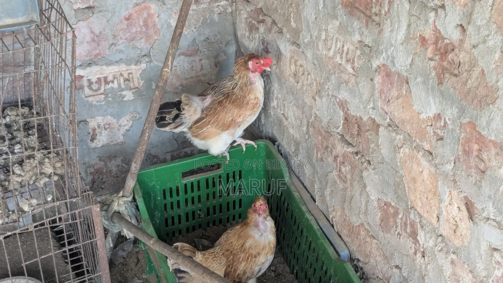 Egg-laying Deshi Hen