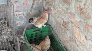 Egg-laying Deshi Hen