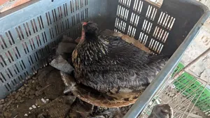 Egg-laying Deshi Hen