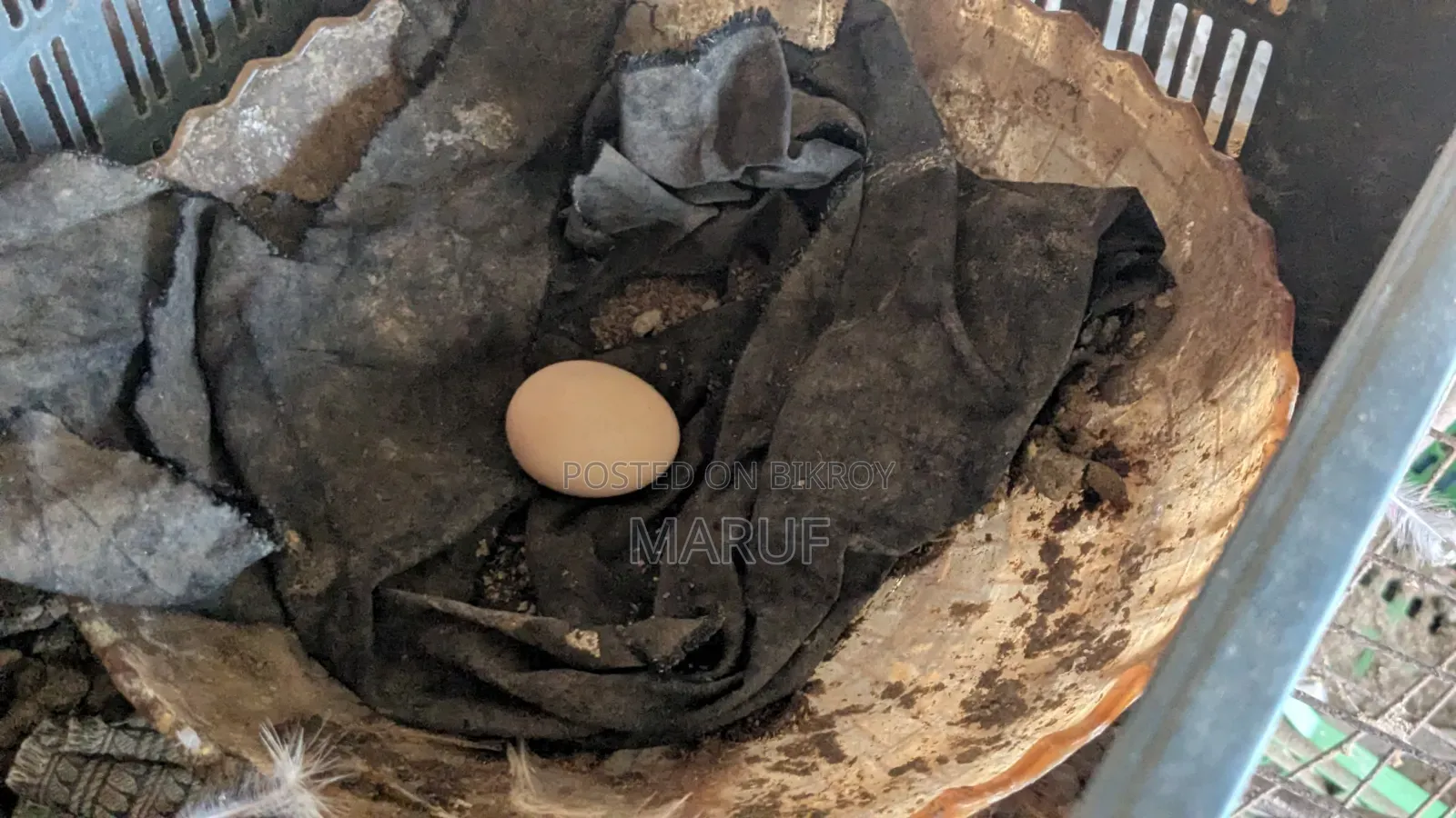 Egg-laying Deshi Hen