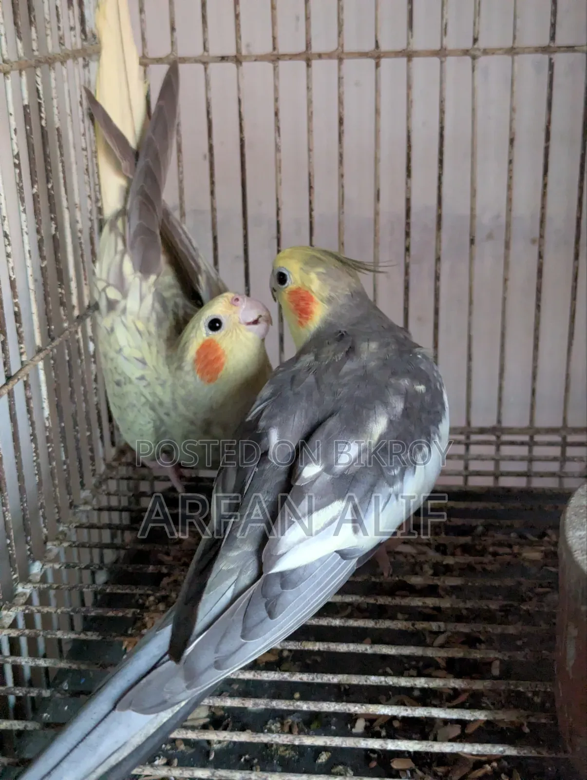 Cocktail New Adult Pair