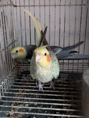 Cocktail New Adult Pair