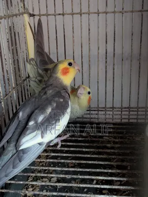 Cocktail New Adult Pair
