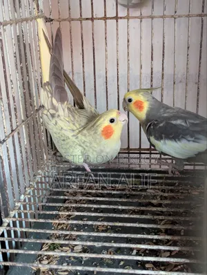 Cocktail New Adult Pair