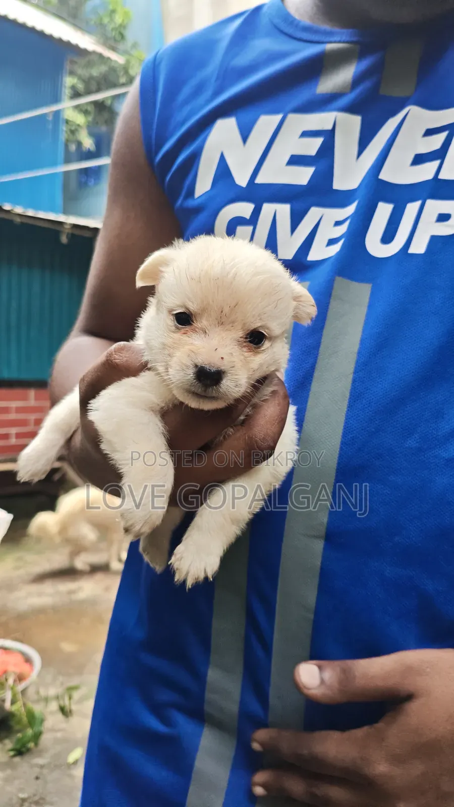 1-3 months Female Purebred Japanese Spitz