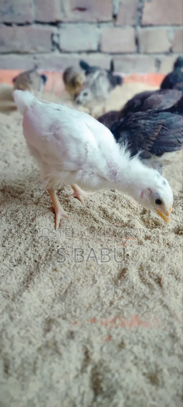 Deshi Chicken