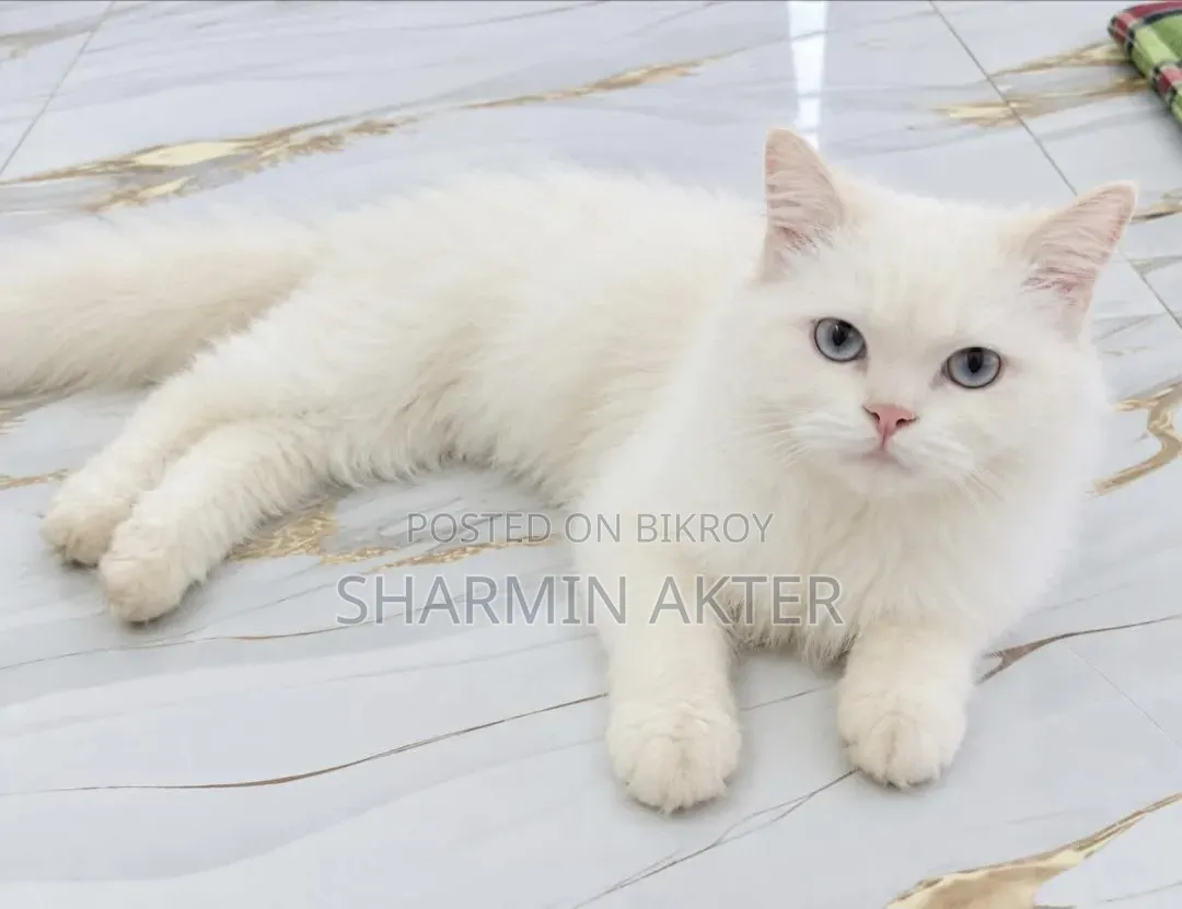 3-6 months Male Purebred Persian