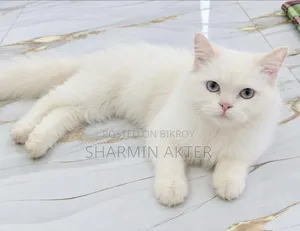 3-6 months Male Purebred Persian