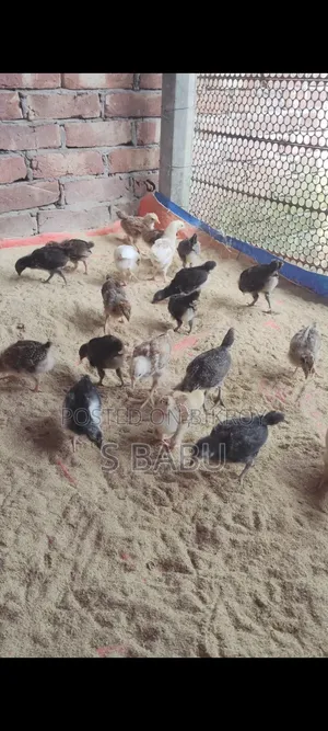 Deshi Chicken