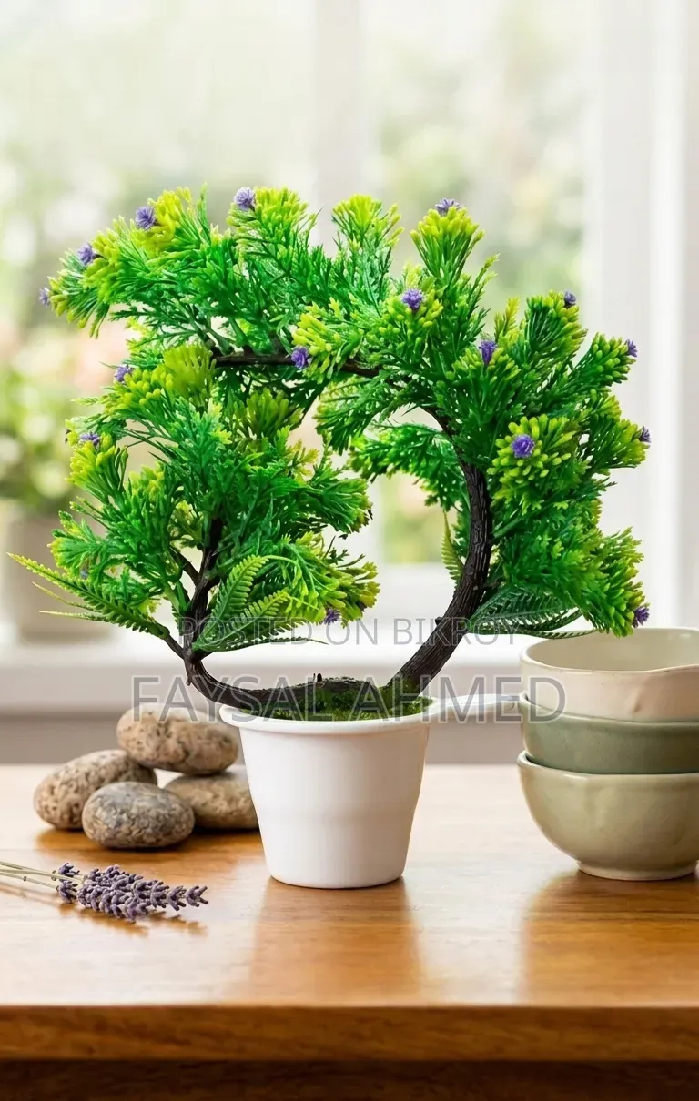 বনসাই গাছের টপ