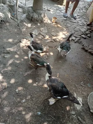 Chinese ducks for sale