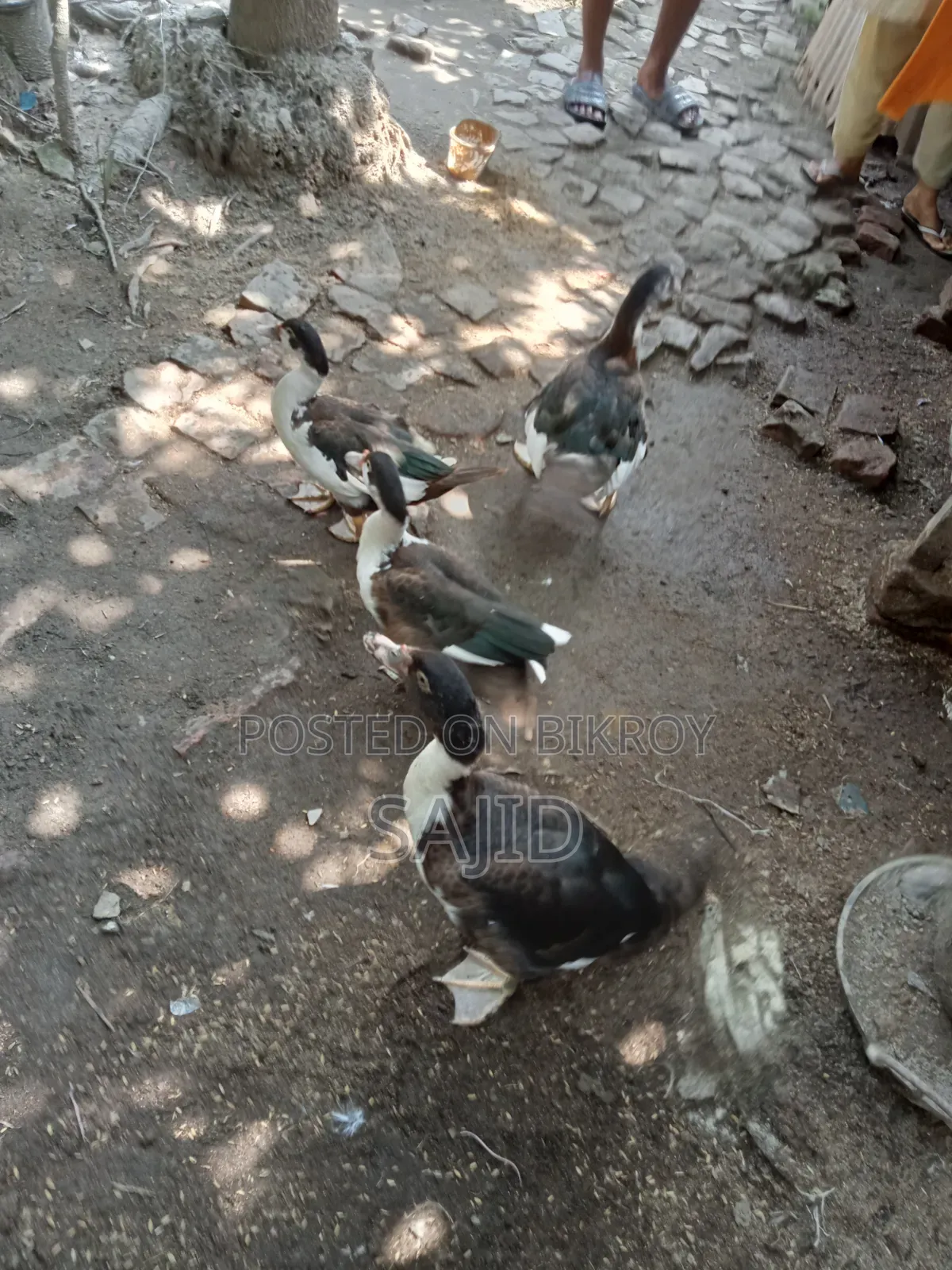 Chinese ducks for sale