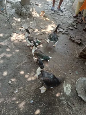 Chinese ducks for sale