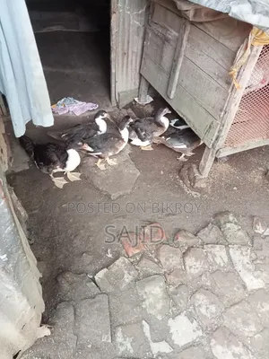 Chinese ducks for sale