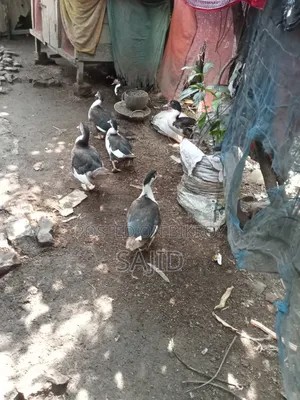 Chinese ducks for sale