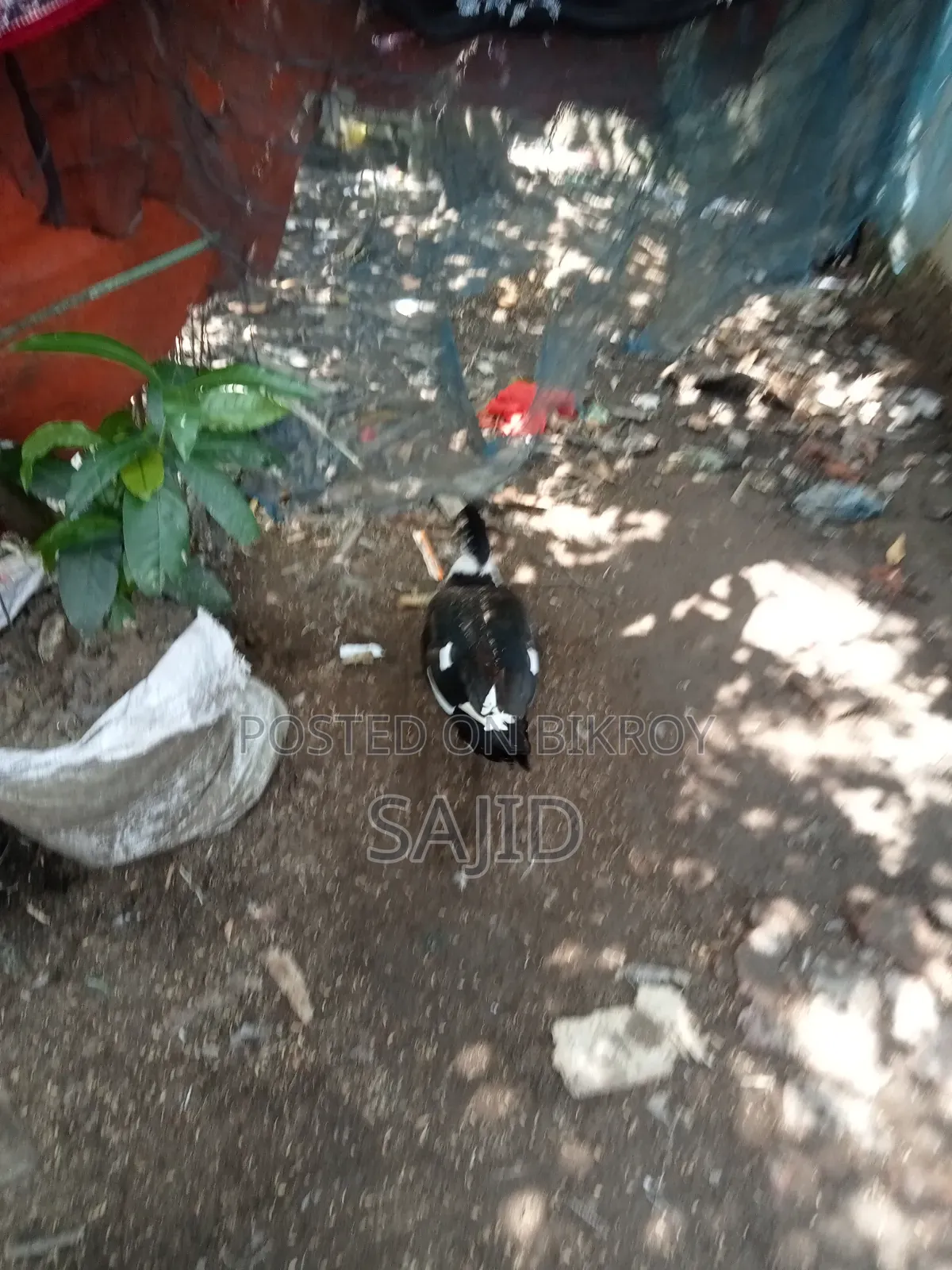 Chinese ducks for sale