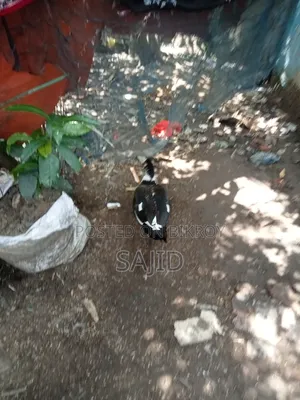 Chinese ducks for sale