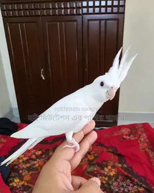 ককাটেল টেম সাইজের পাখি