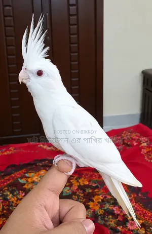 ককাটেল টেম সাইজের পাখি