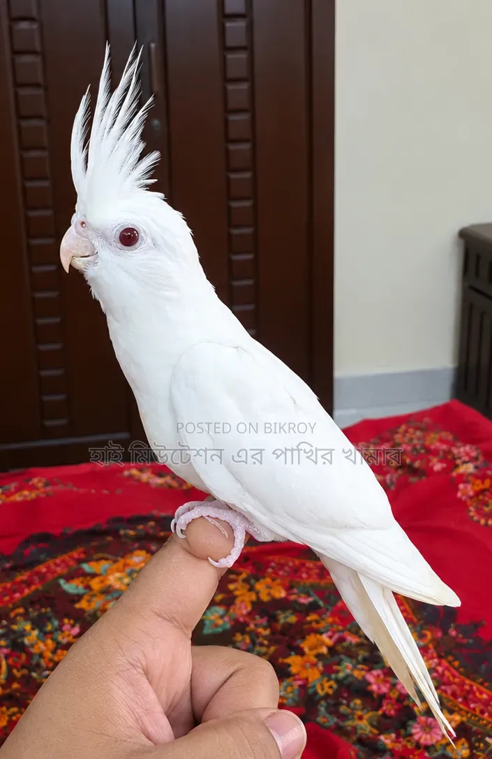 ককাটেল টেম সাইজের পাখি