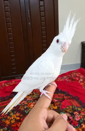ককাটেল টেম সাইজের পাখি