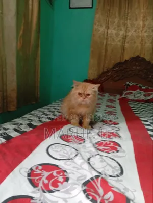 1+ year Female Purebred Persian