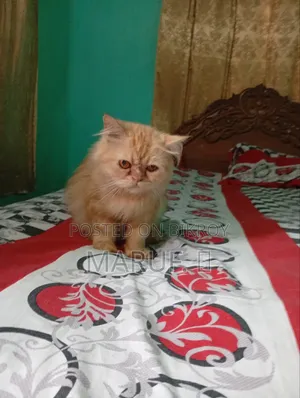 1+ year Female Purebred Persian
