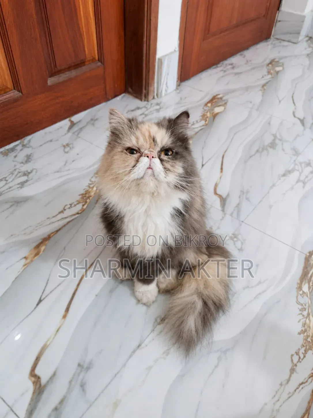 6-12 Months Female Purebred Persian Cat