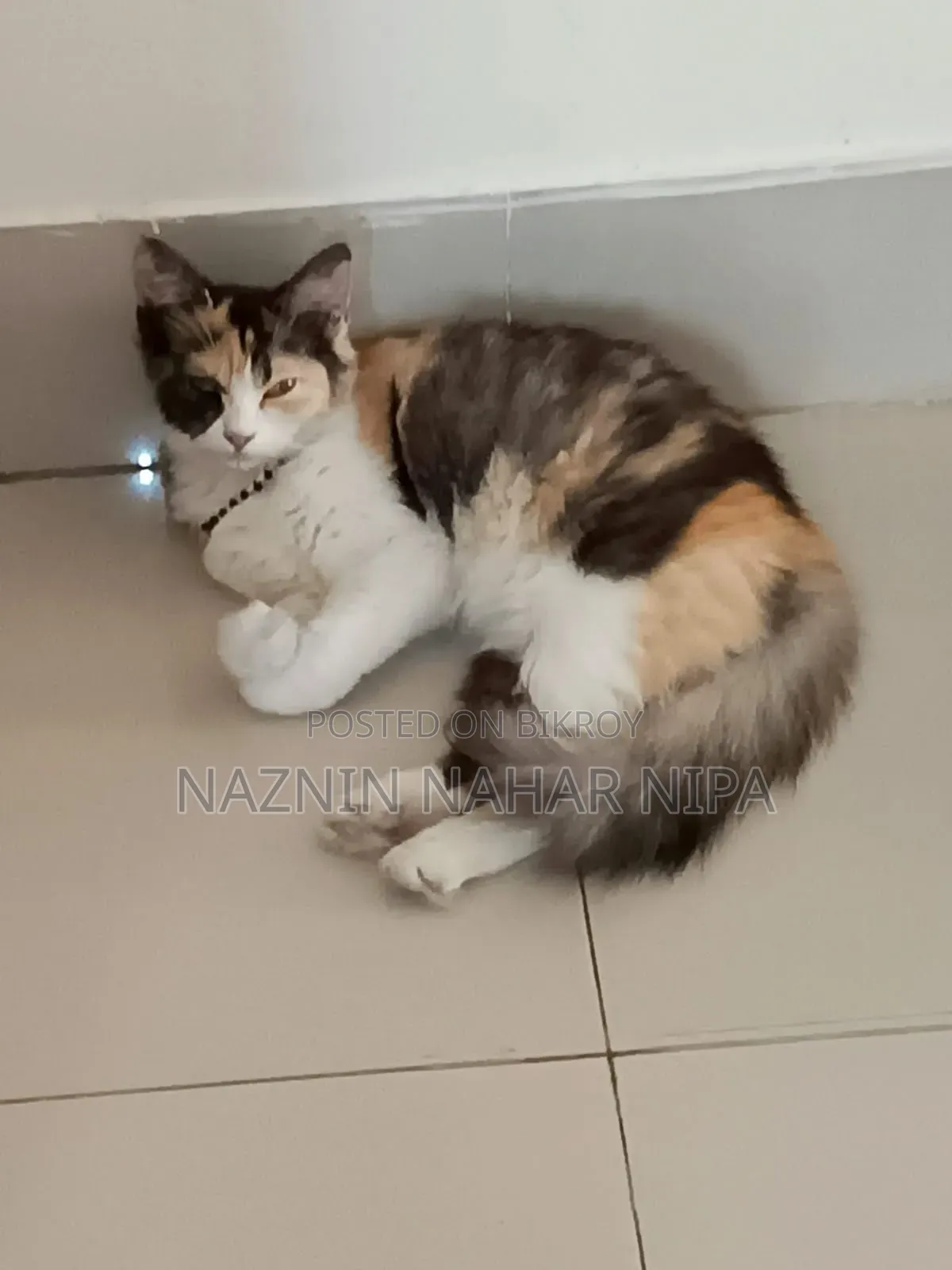 1+ year Female Mixed Breed Persian