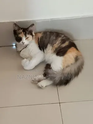 1+ year Female Mixed Breed Persian