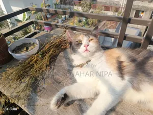 1+ year Female Mixed Breed Persian